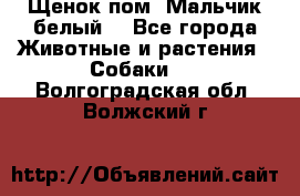 Щенок пом. Мальчик белый  - Все города Животные и растения » Собаки   . Волгоградская обл.,Волжский г.